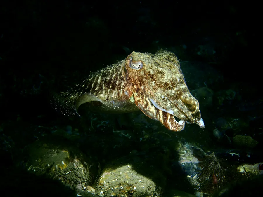 A cuttlefish hovering in dark water
