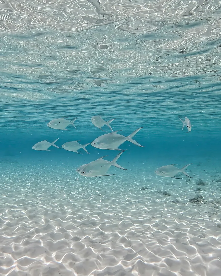 Fish swimming over rippled white sand