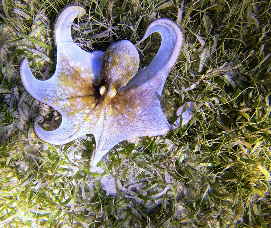 An octopus on a sea grass bed
