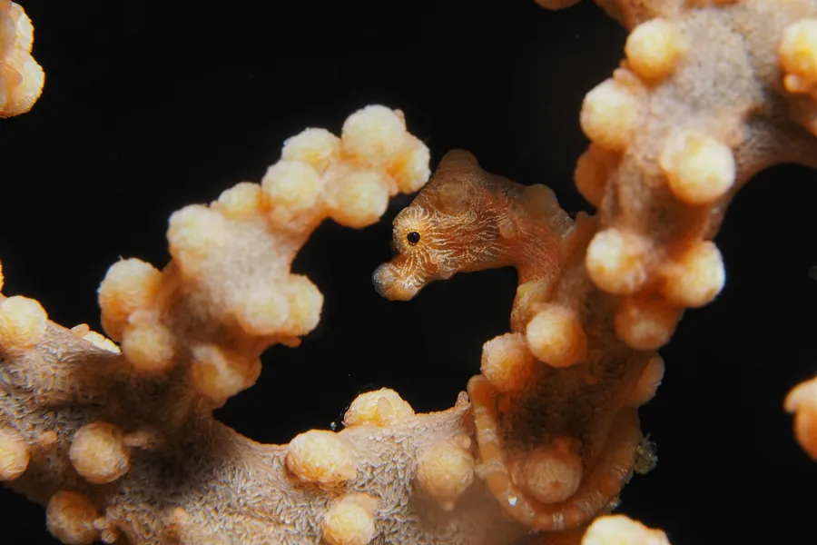 A pygmy seahorse on orange coral