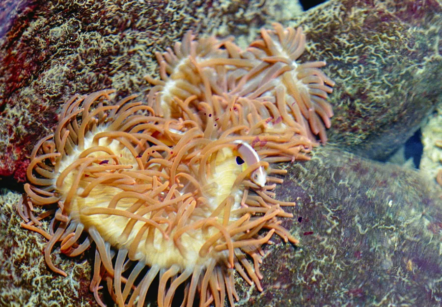 An orange anemone on the reef