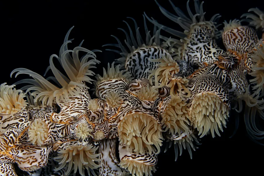 A cluster of tube anemones