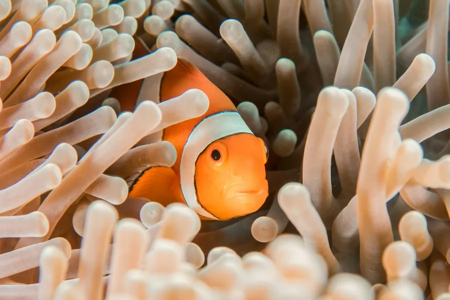 A clownfish tucked into a sea anemone