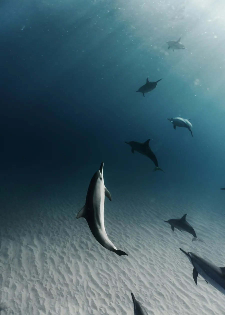 A pod of dolphins swimming over sand