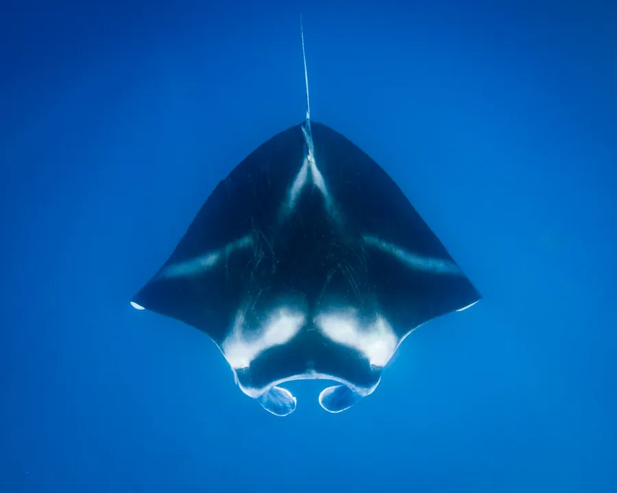 A manta ray swimming overhead