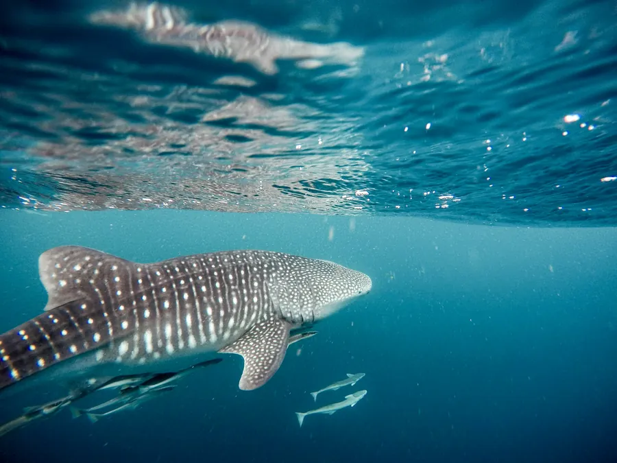 A whale shark swimming near the surface