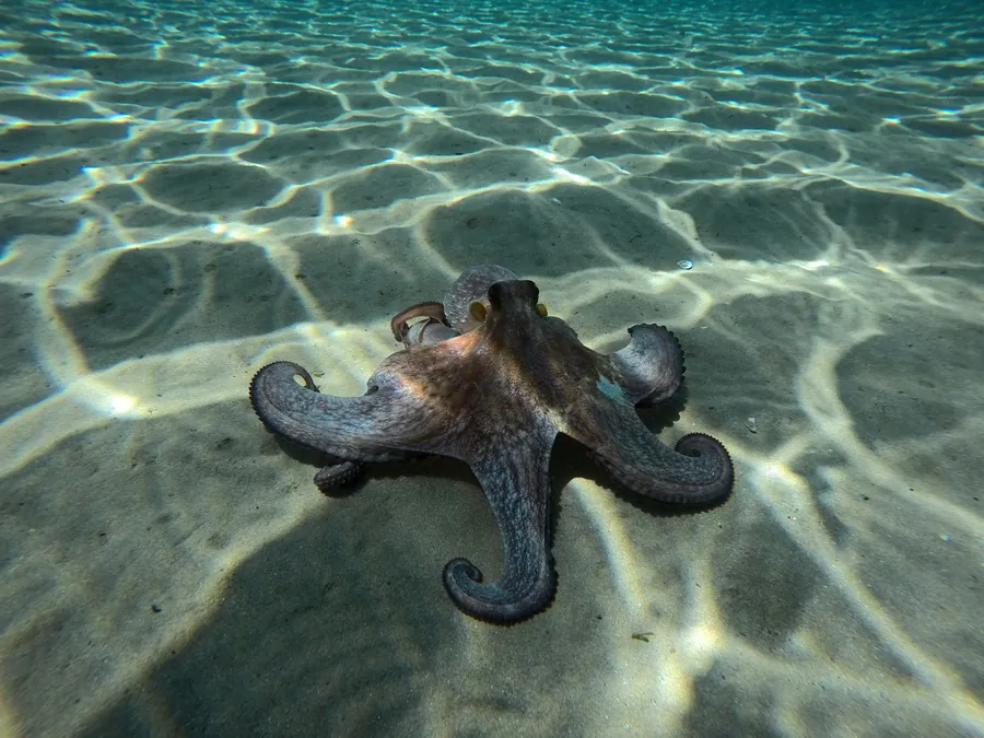 An octopus crawling across sunlit sand