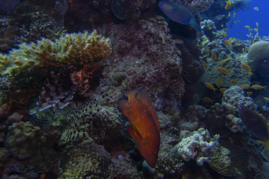 A colorful coral reef with a red grouper