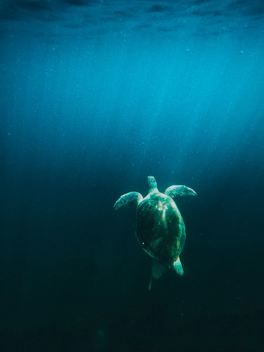 A sea turtle swimming up from the deep