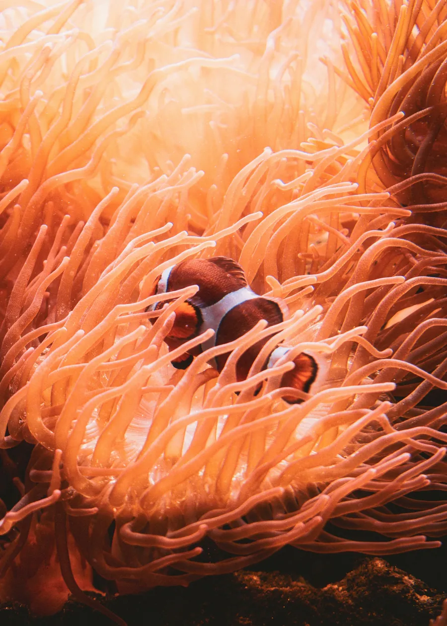 A clownfish in an orange anemone