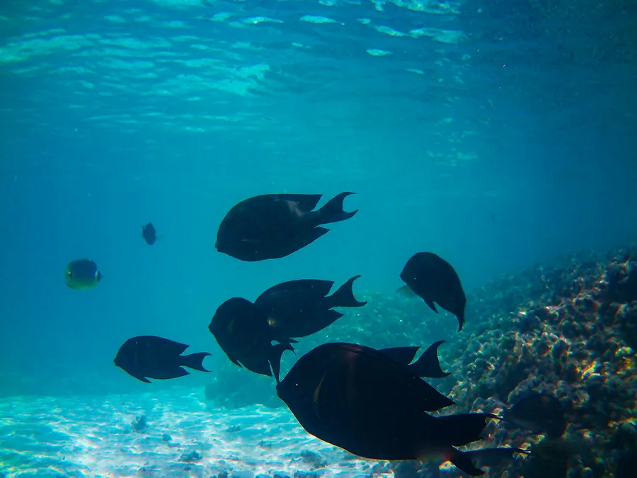 Dark reef fish swimming in shallow water