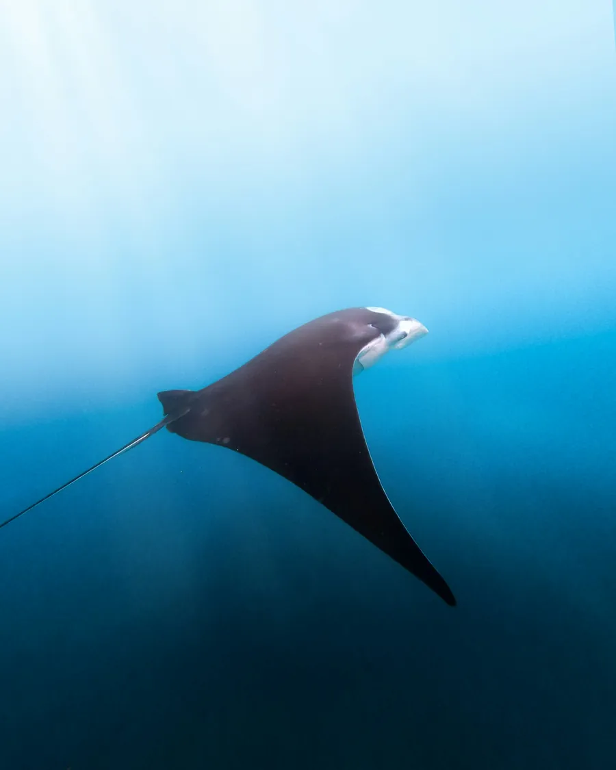 A manta ray in deep blue water