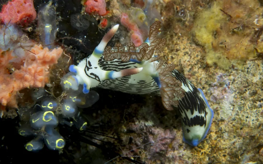 A small nudibranch on colorful sponge