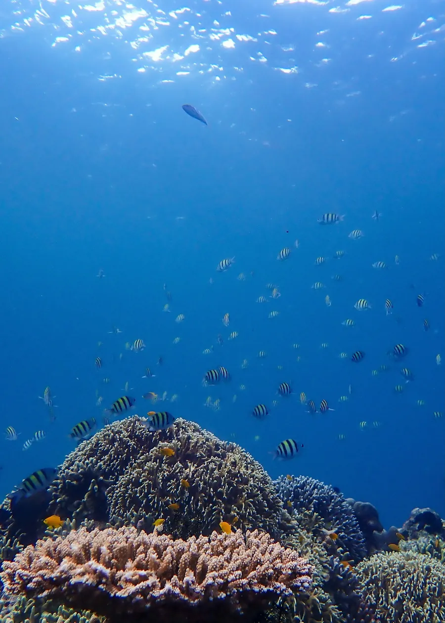 Coral rising toward open blue water