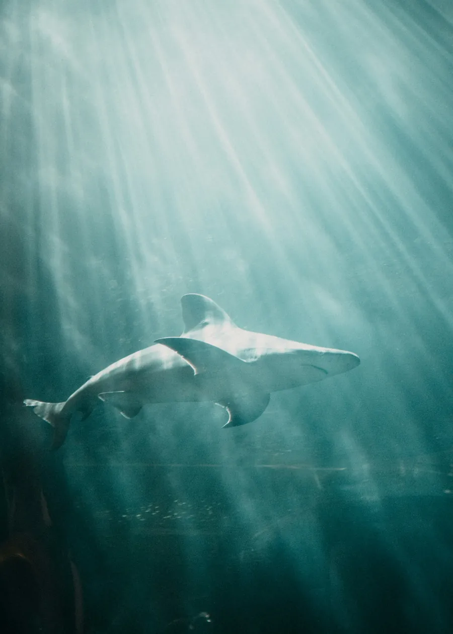 A hammerhead shark in green blue water