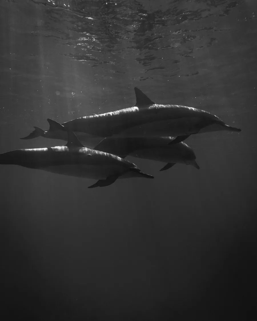 Dolphins swimming together in black and white