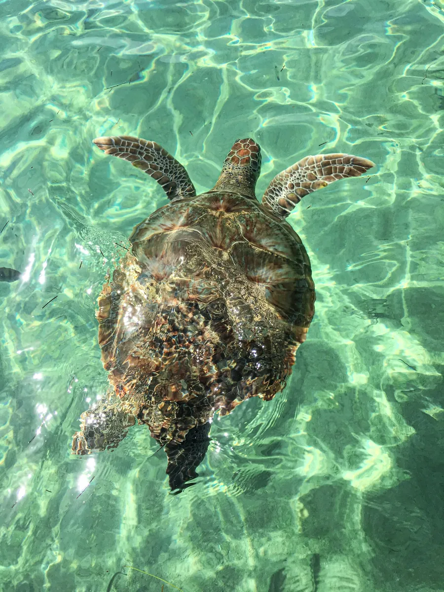 A sea turtle swimming over a shallow reef