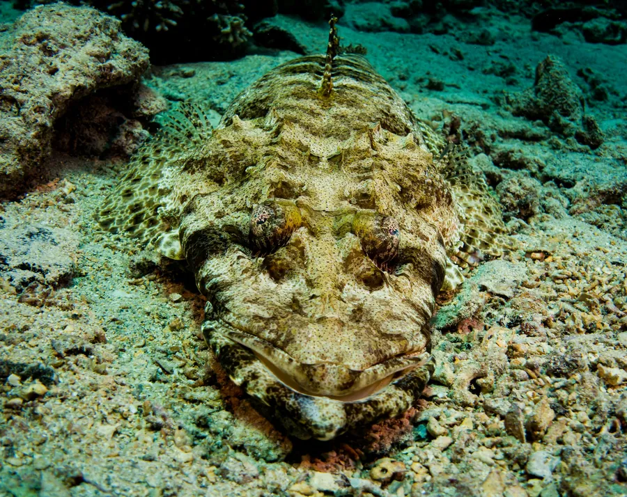 A crocodile fish camouflaged on the reef