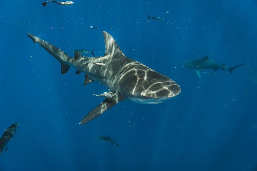 A tiger shark swimming in blue water