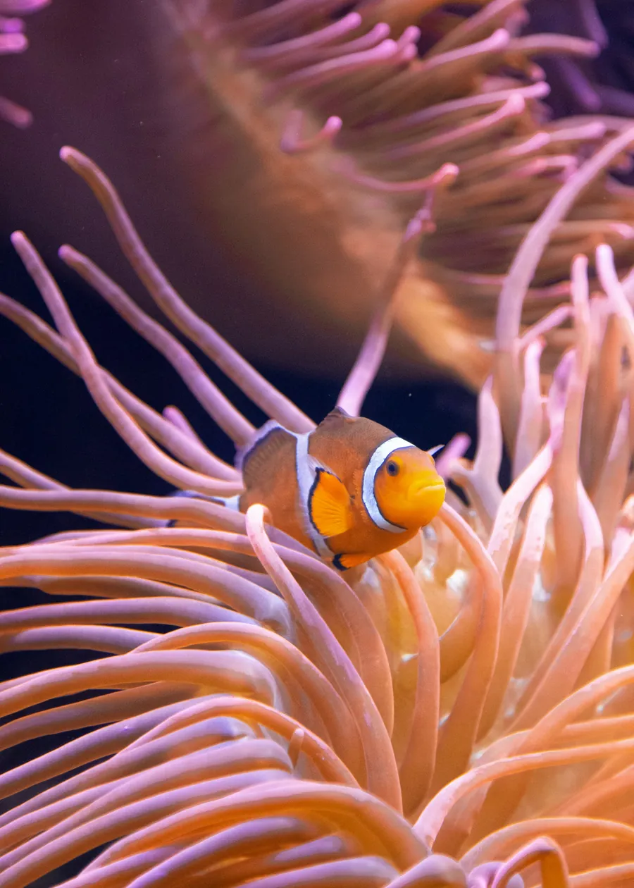 A clownfish in an orange sea anemone