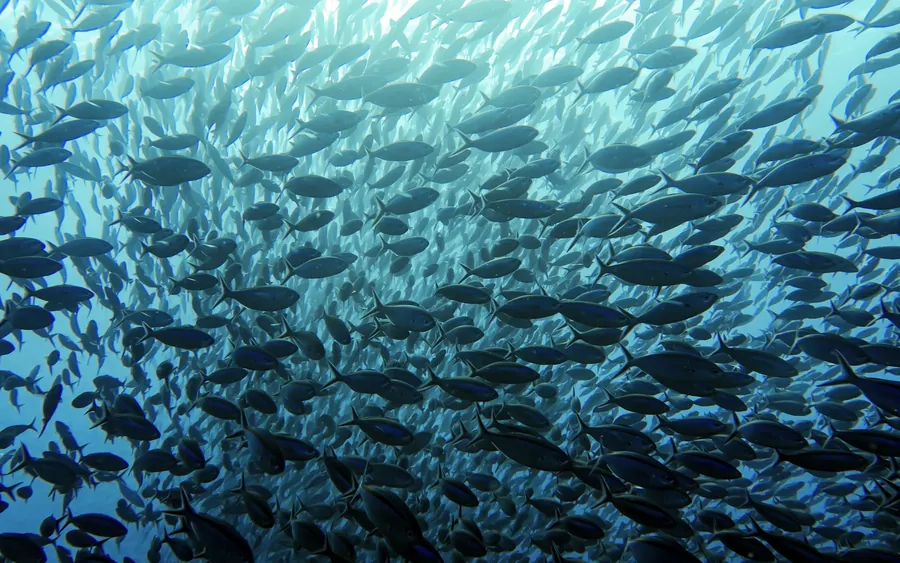 A dense school of silver fish