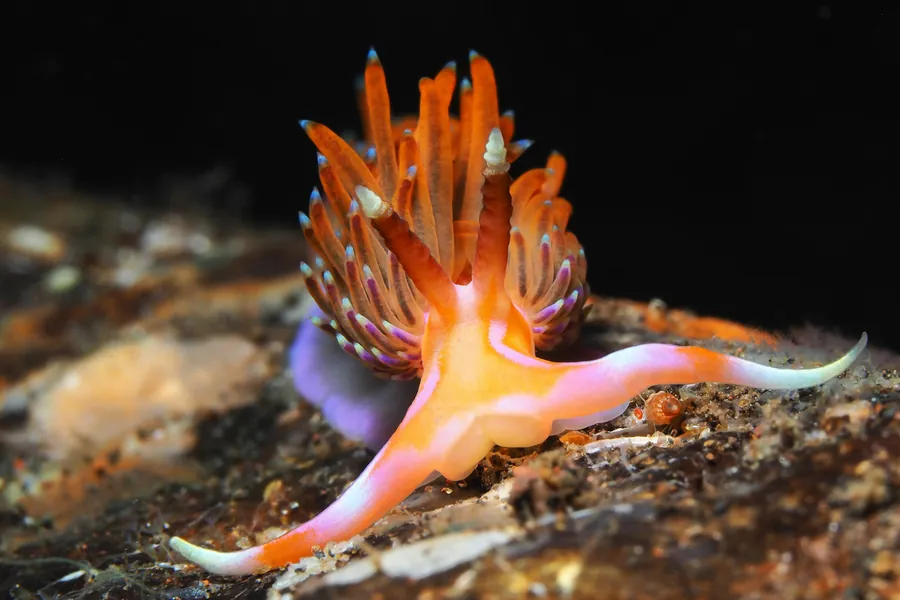 An orange and pink nudibranch on the reef
