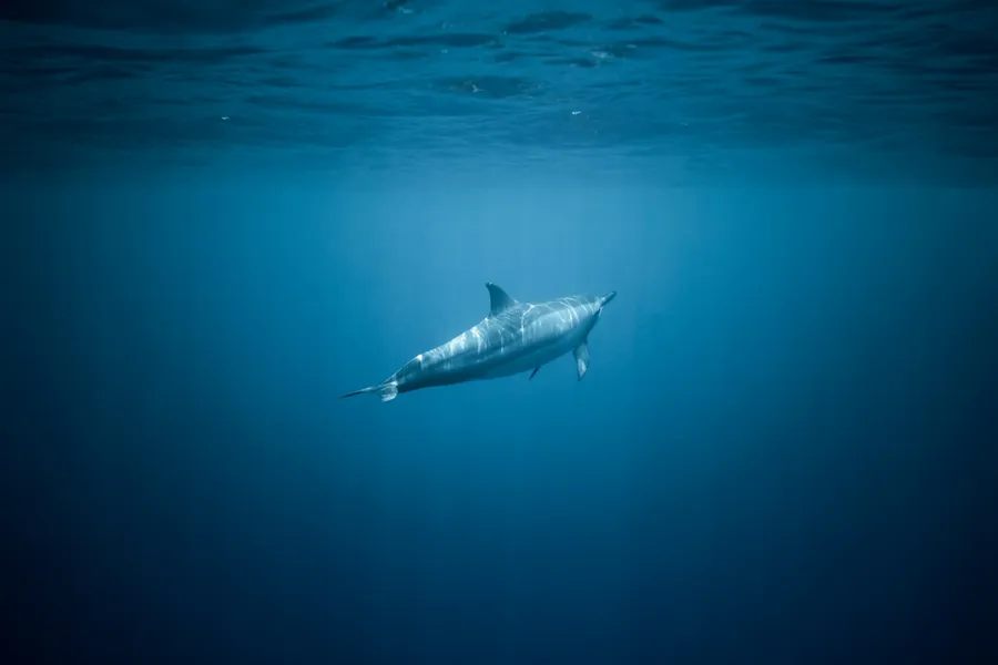 A dolphin swimming alone in deep blue water