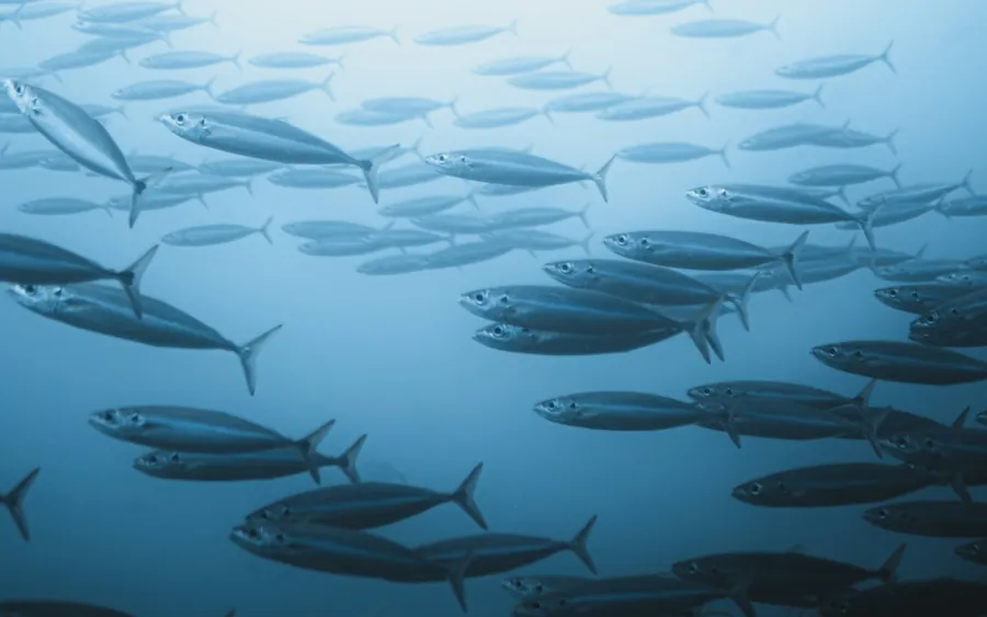 A school of fish in soft blue light