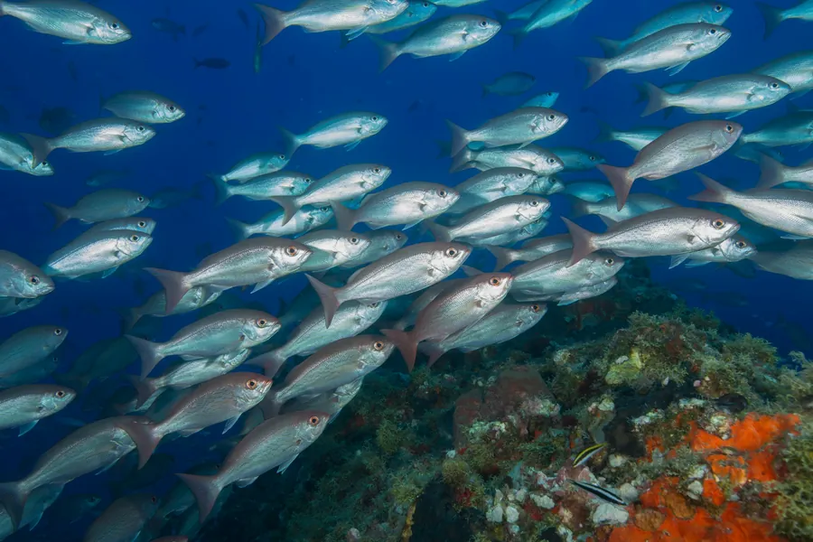 A school of snapper over the reef