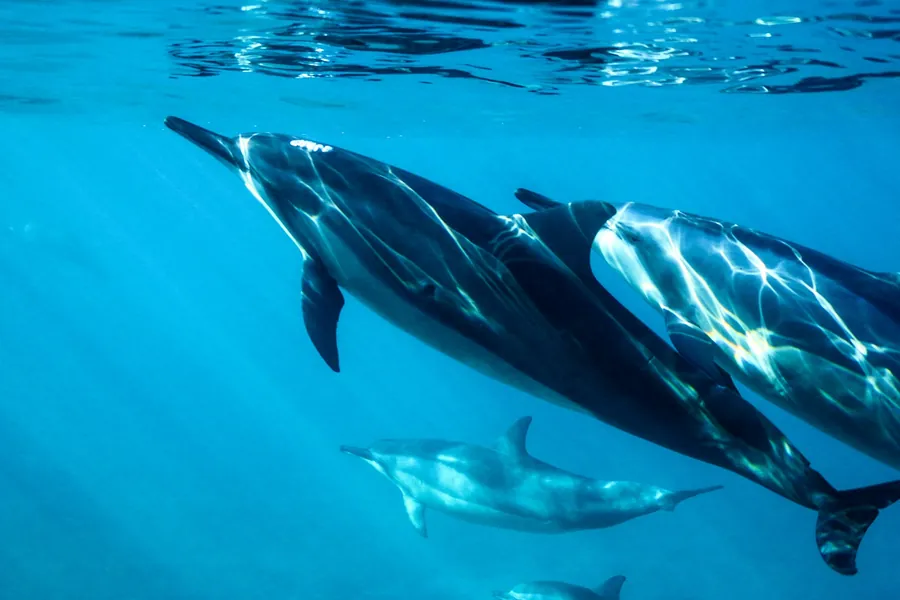 Dolphins swimming just under the surface
