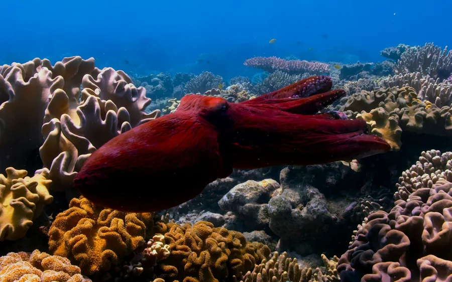 A squid hovering over a coral reef
