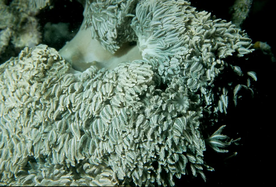 Pale soft coral waving on the reef
