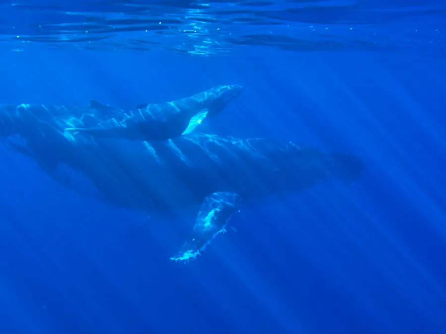 Humpback whales swimming in deep blue water