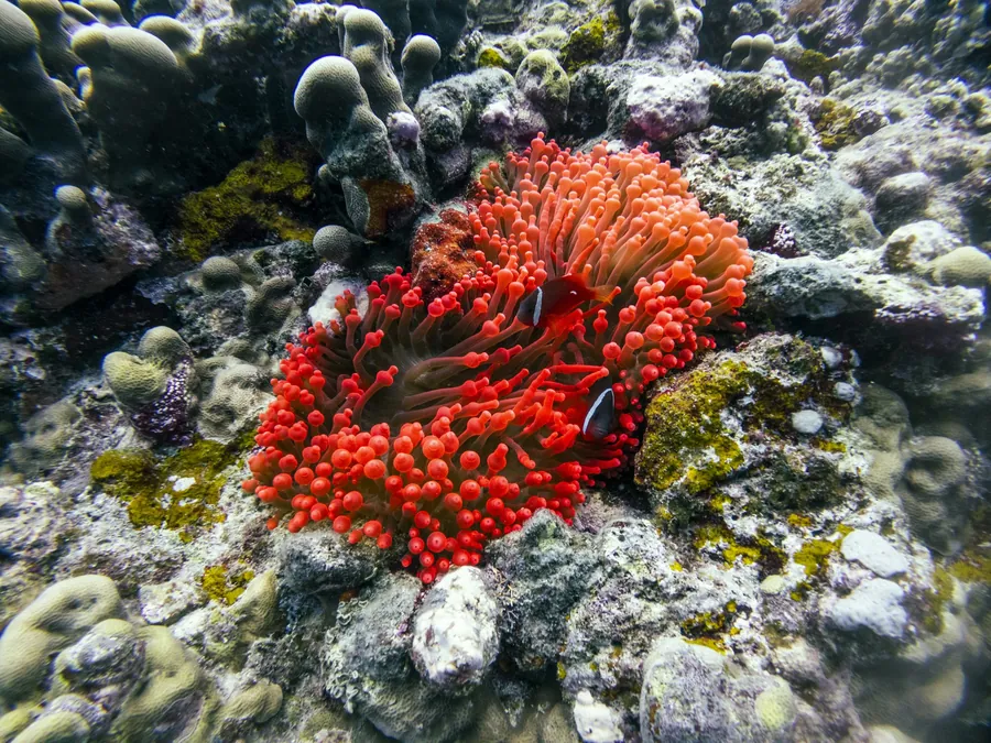 Bright red coral on a rocky reef