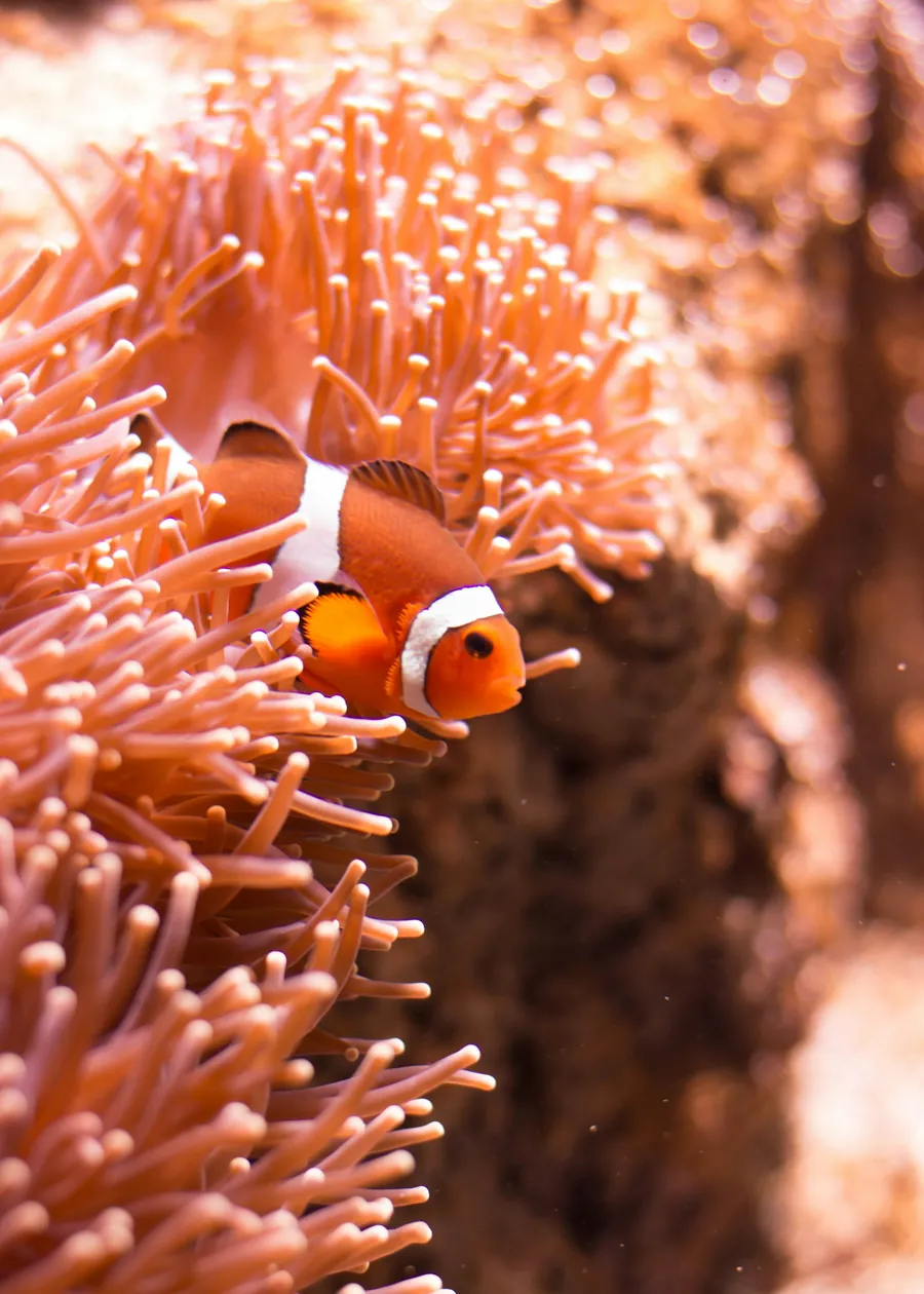 A clownfish in an orange sea anemone