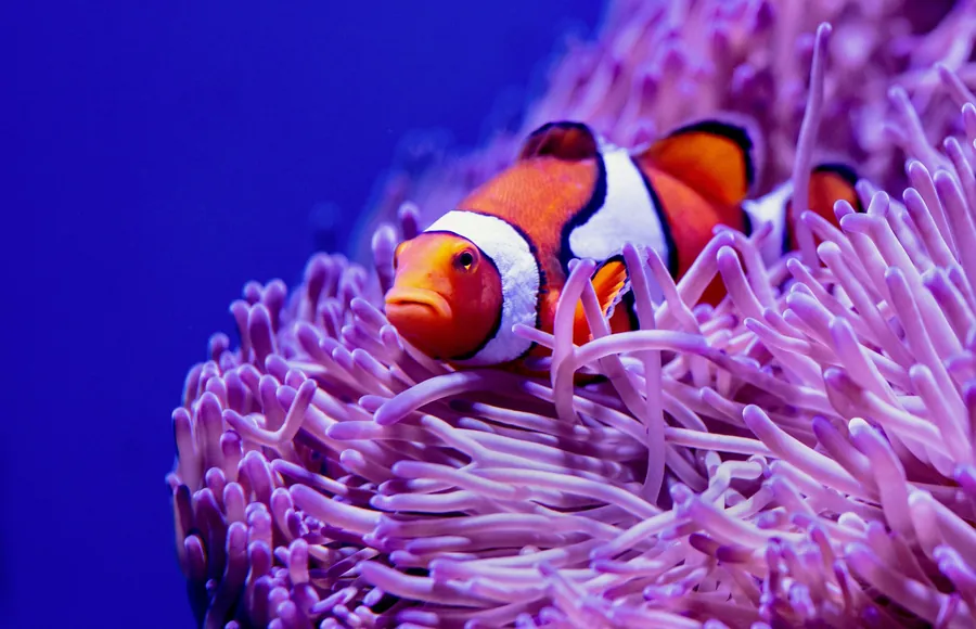 A clownfish peeking out of a purple anemone