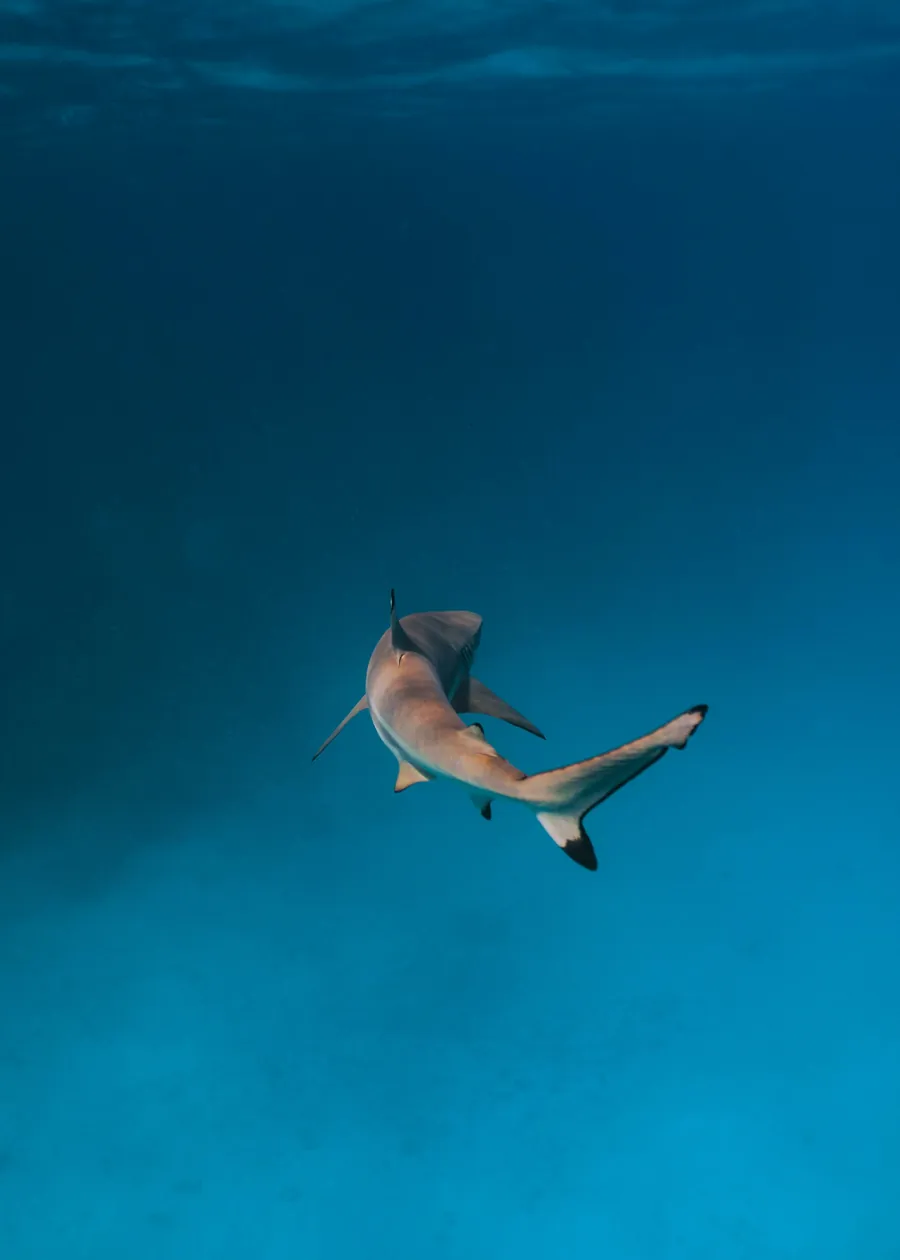 A small shark swimming in blue water