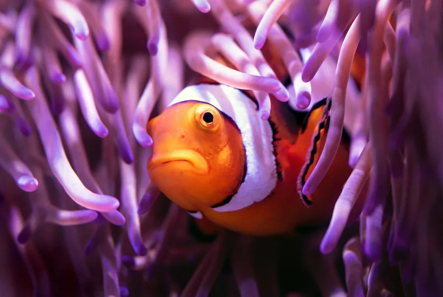 A clownfish in a purple sea anemone