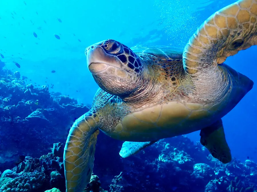 A green sea turtle over a coral reef
