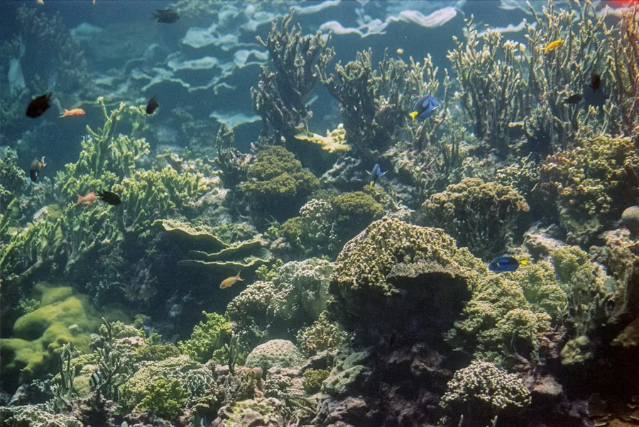 A reef covered in hard corals