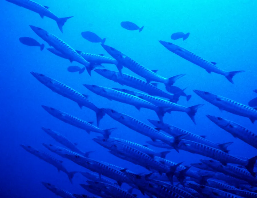 A school of barracuda swimming together