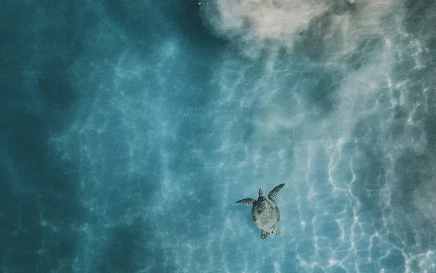 A sea turtle swimming over rippled sand