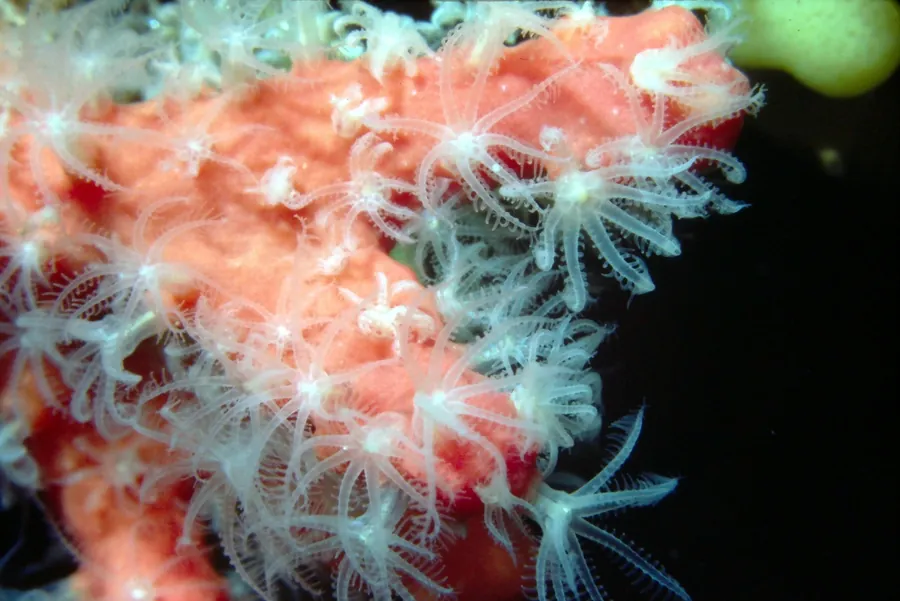 Pink soft coral with white polyps