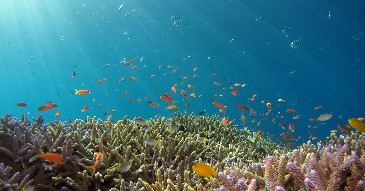 A shallow coral reef with small fish in the sunlight