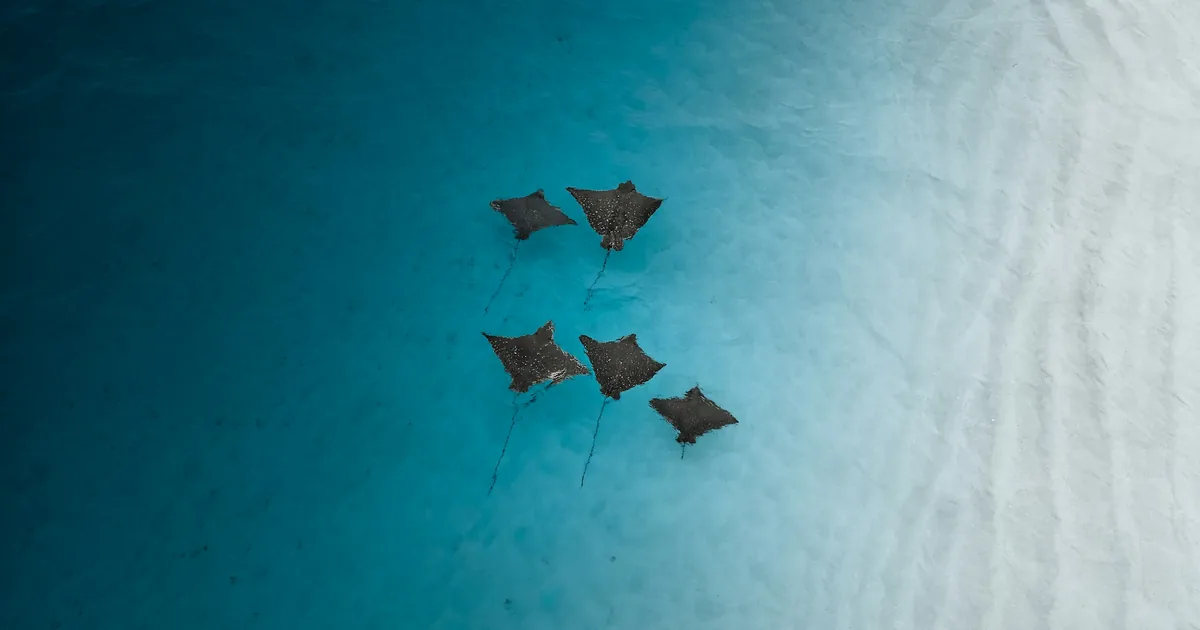 A group of rays swimming over sand, seen from above