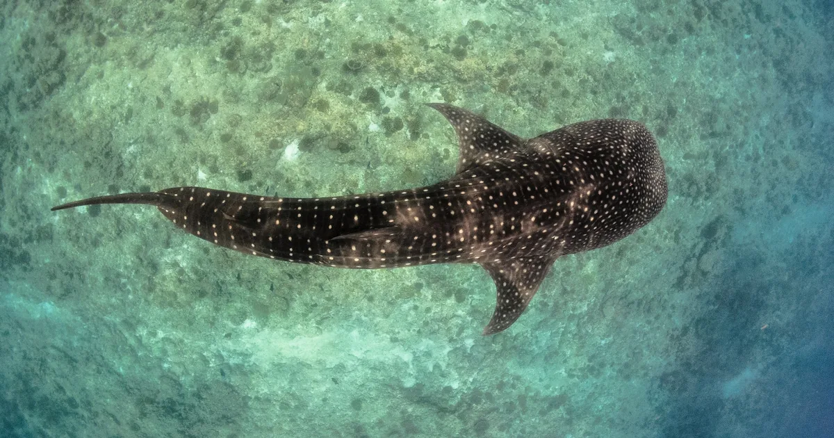 A whale shark swimming over a sandy sea floor