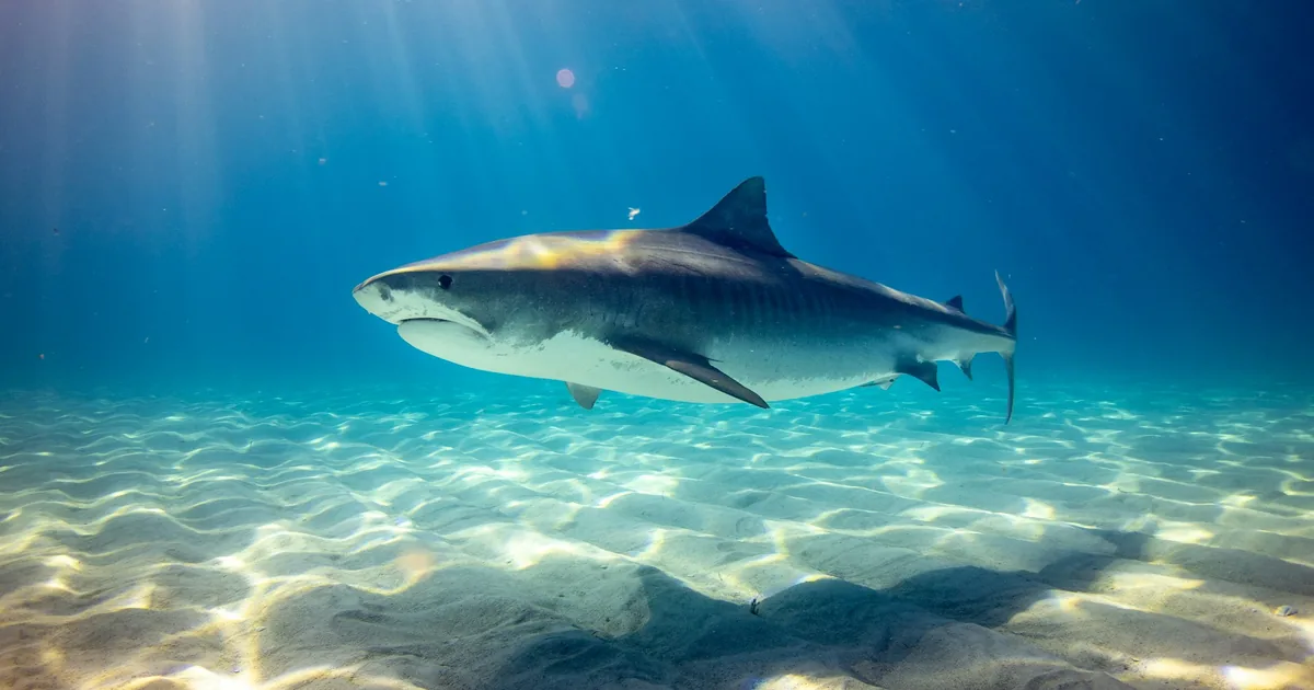 A reef shark cruising over sunlit sand