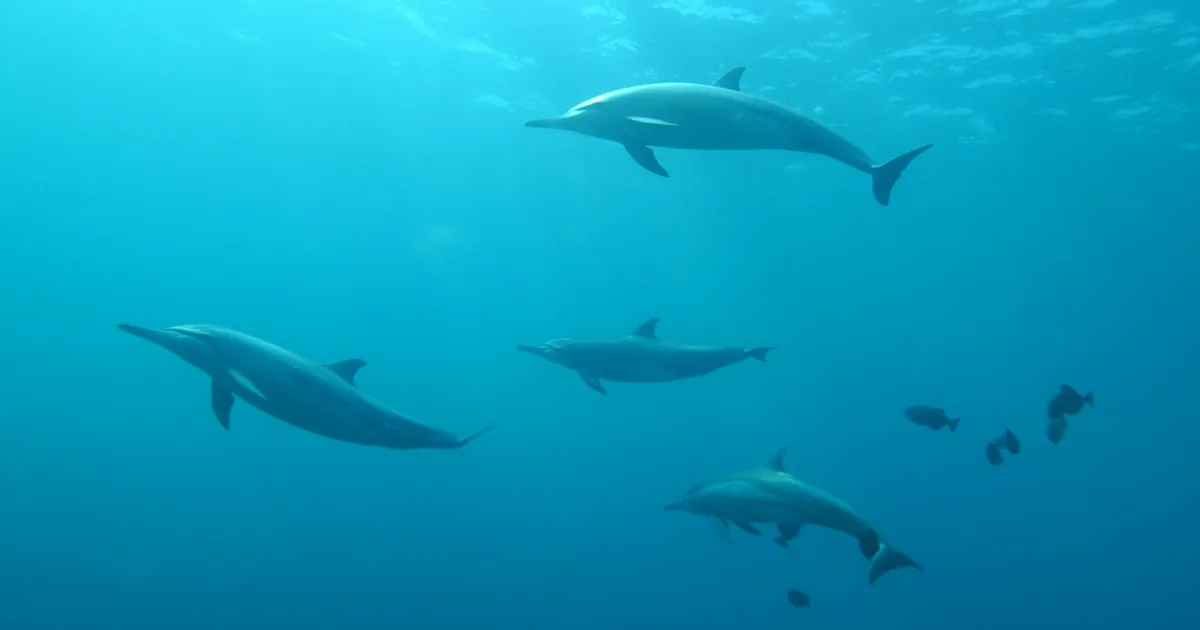 A pod of dolphins swimming through blue water
