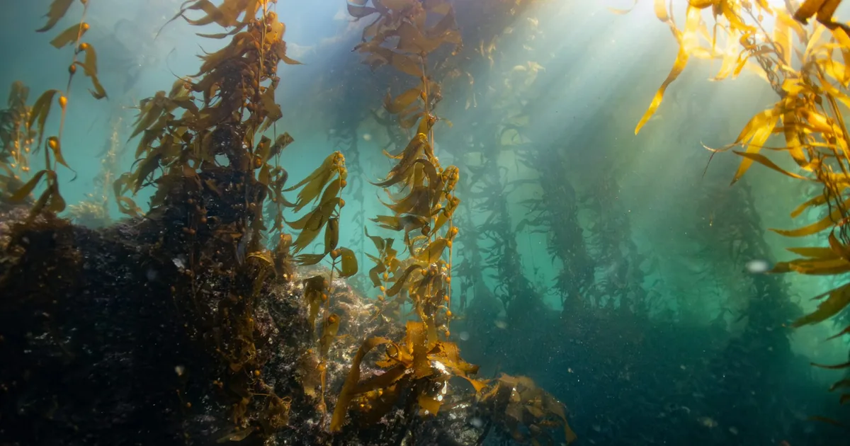 A kelp forest with sunlight filtering through