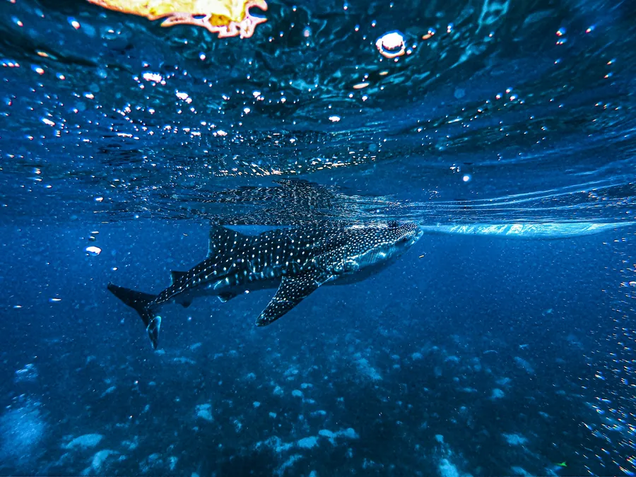 A whale shark swimming just under the surface